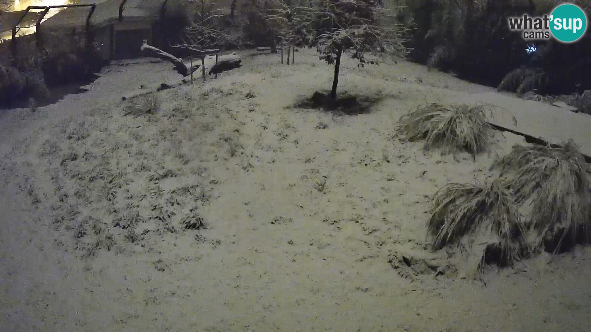 Live Ljubljana Zoo webcam Lion