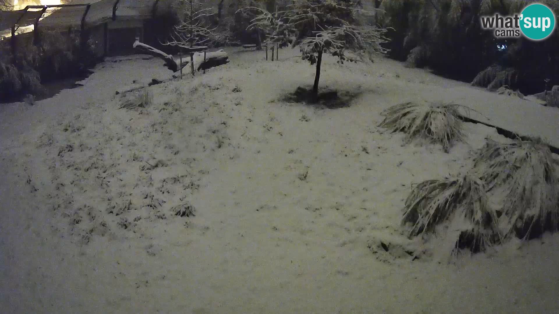 Live Ljubljana Zoo webcam Lion