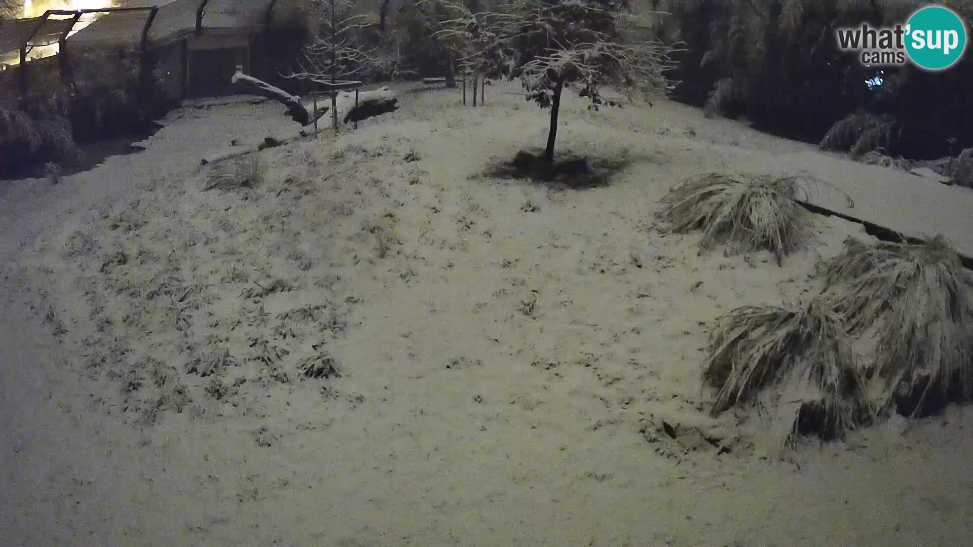 Ljubljana Zoo webcam Lion