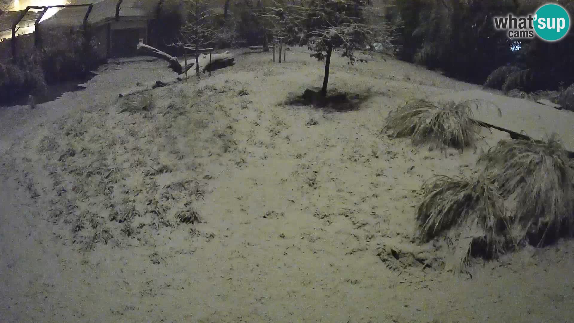 Zoo Ljubljana webcam Löwen