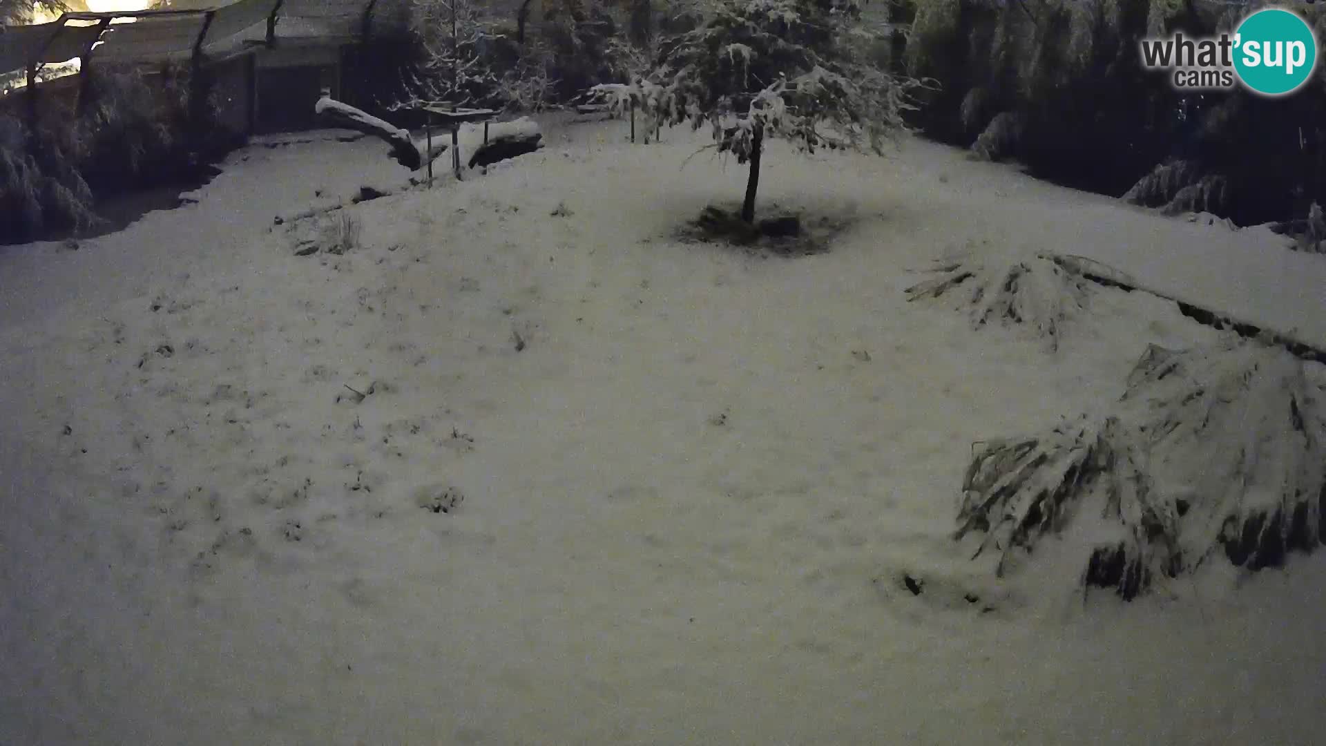 Zoo Ljubljana webcam Löwen