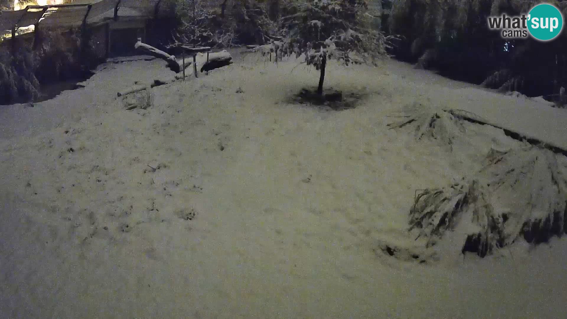 Zoo Ljubljana webcam Löwen