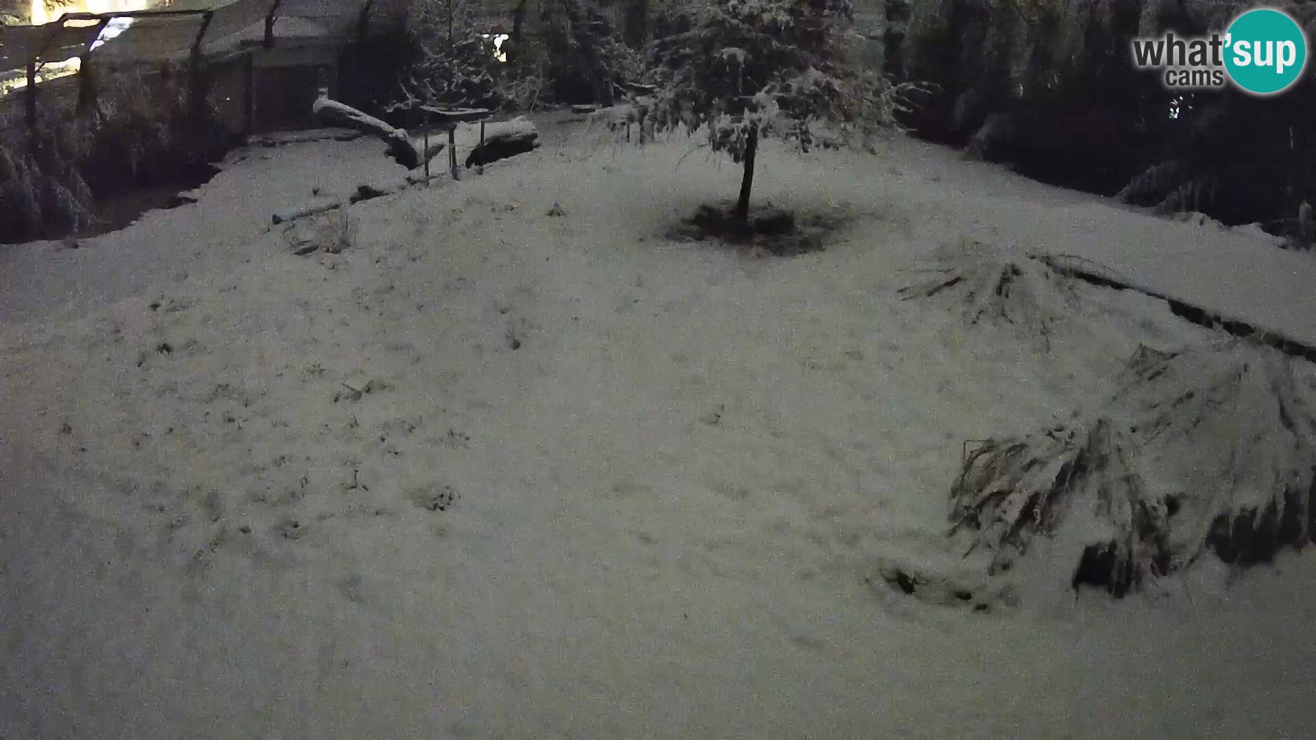 Zoo Ljubljana webcam Löwen