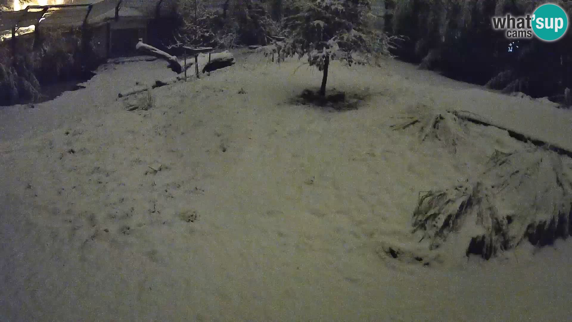 Zoo Ljubljana webcam Löwen