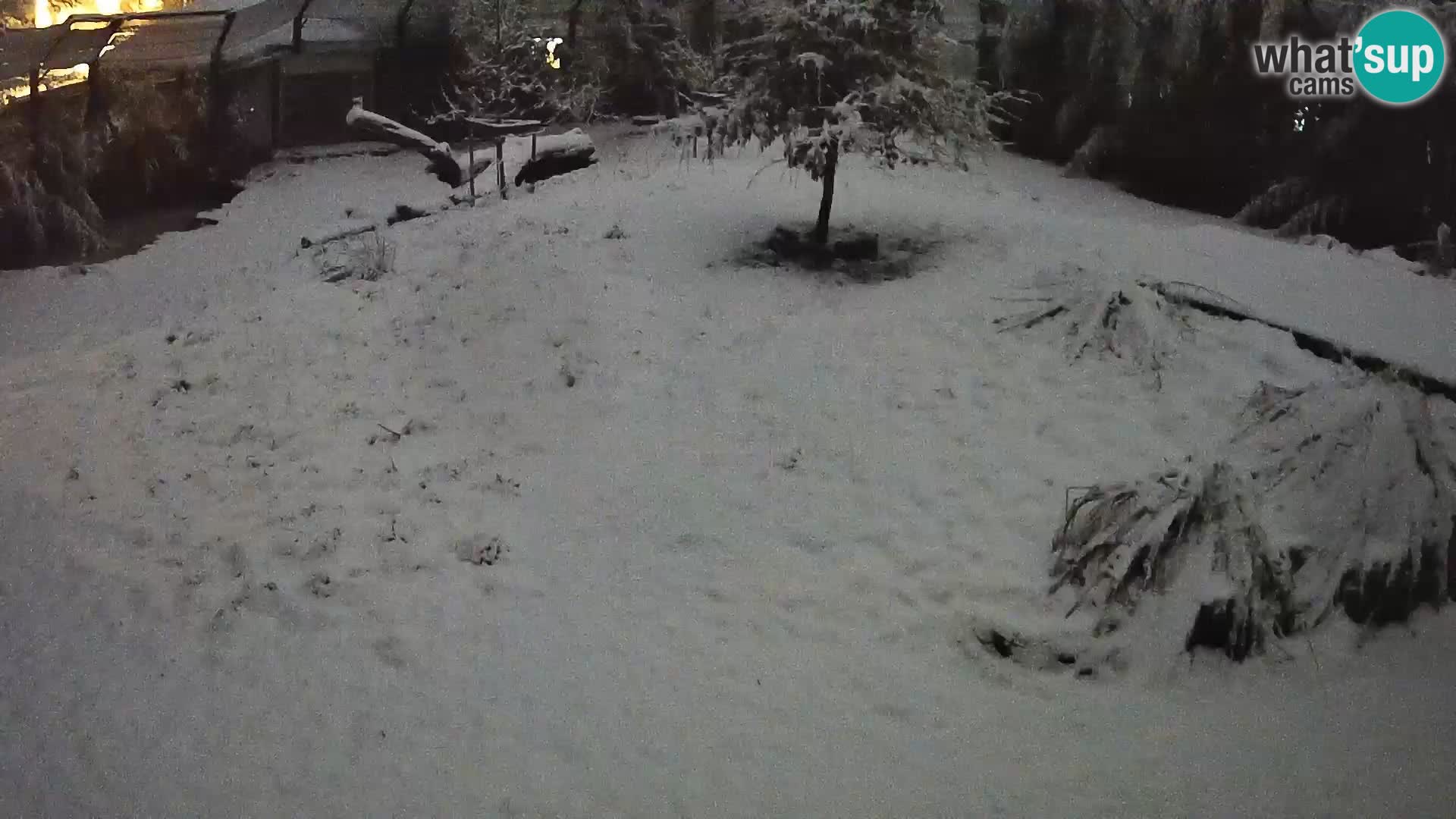 Ljubljana Zoo webcam Lion