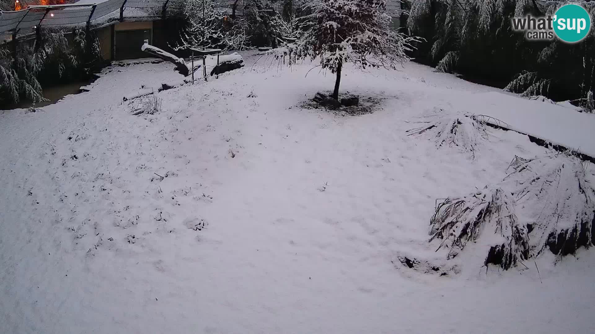 Zoo Ljubljana webcam Löwen