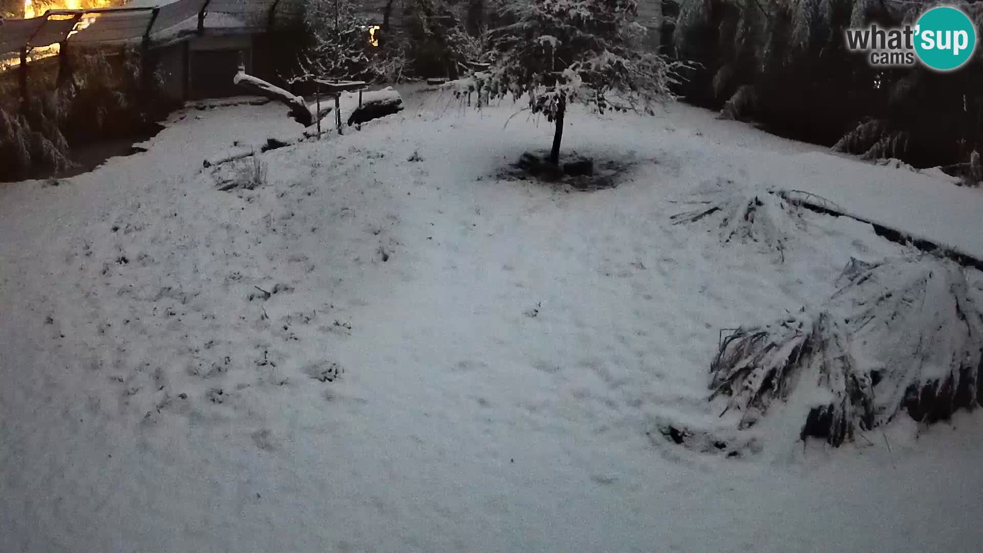 Ljubljana Zoo webcam Lion