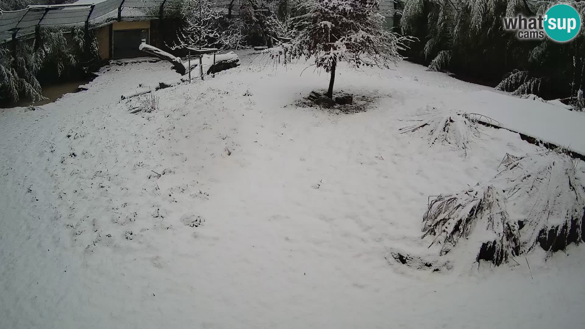 Zoo Ljubljana webcam Löwen