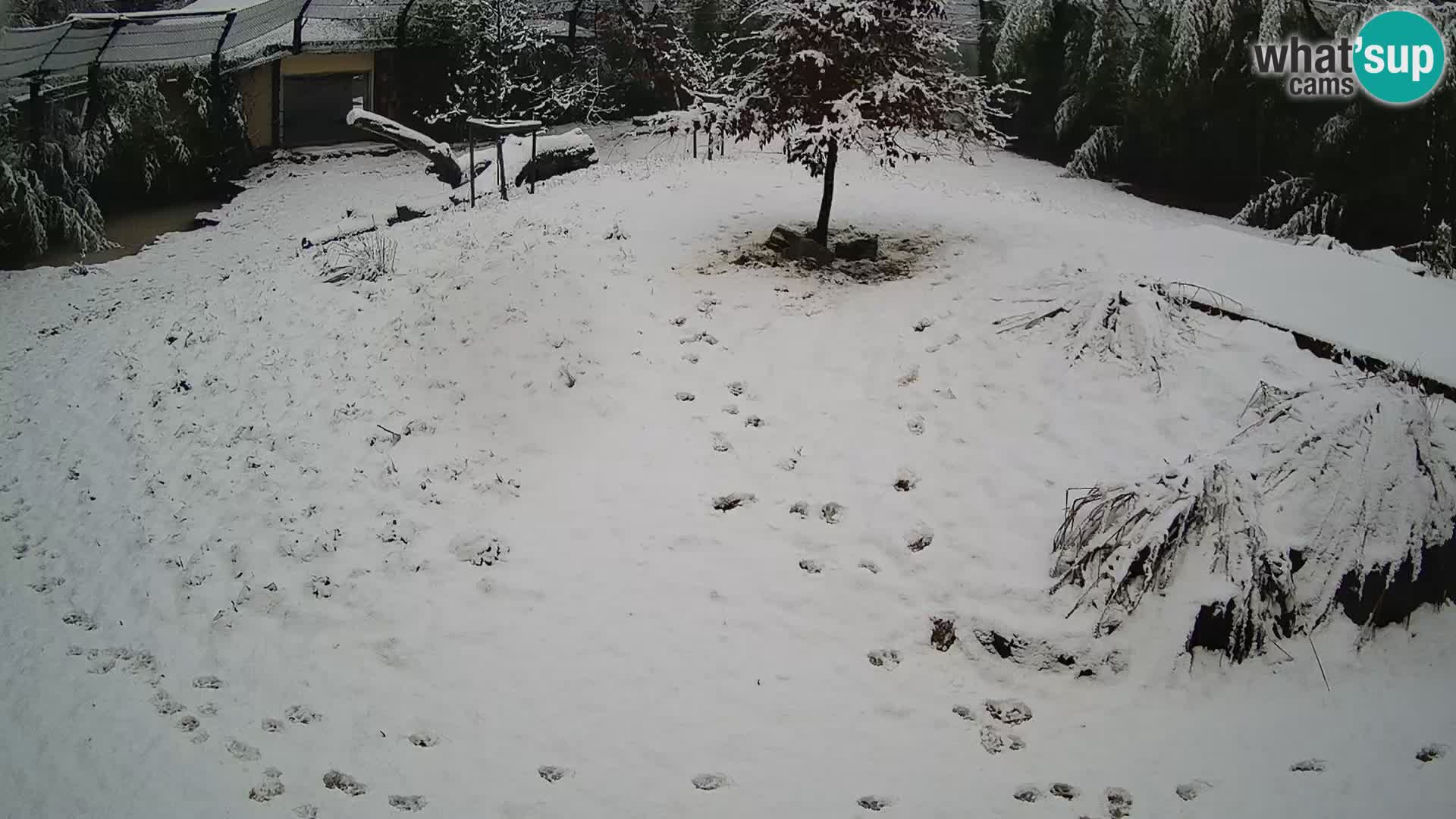 Zoo Ljubljana webcam Löwen