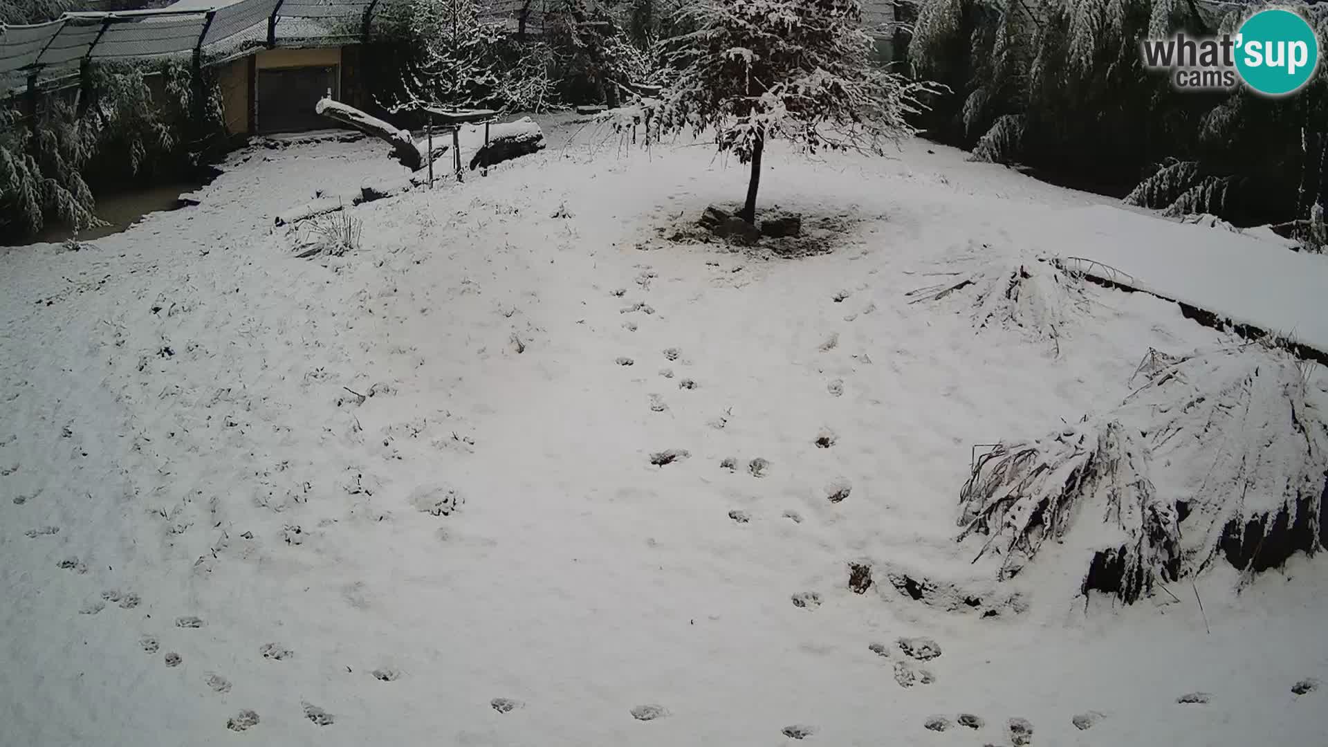 Ljubljana Zoo webcam Lion