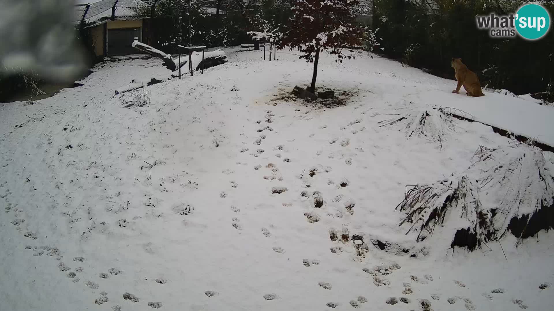 Ljubljana Zoo webcam Lion