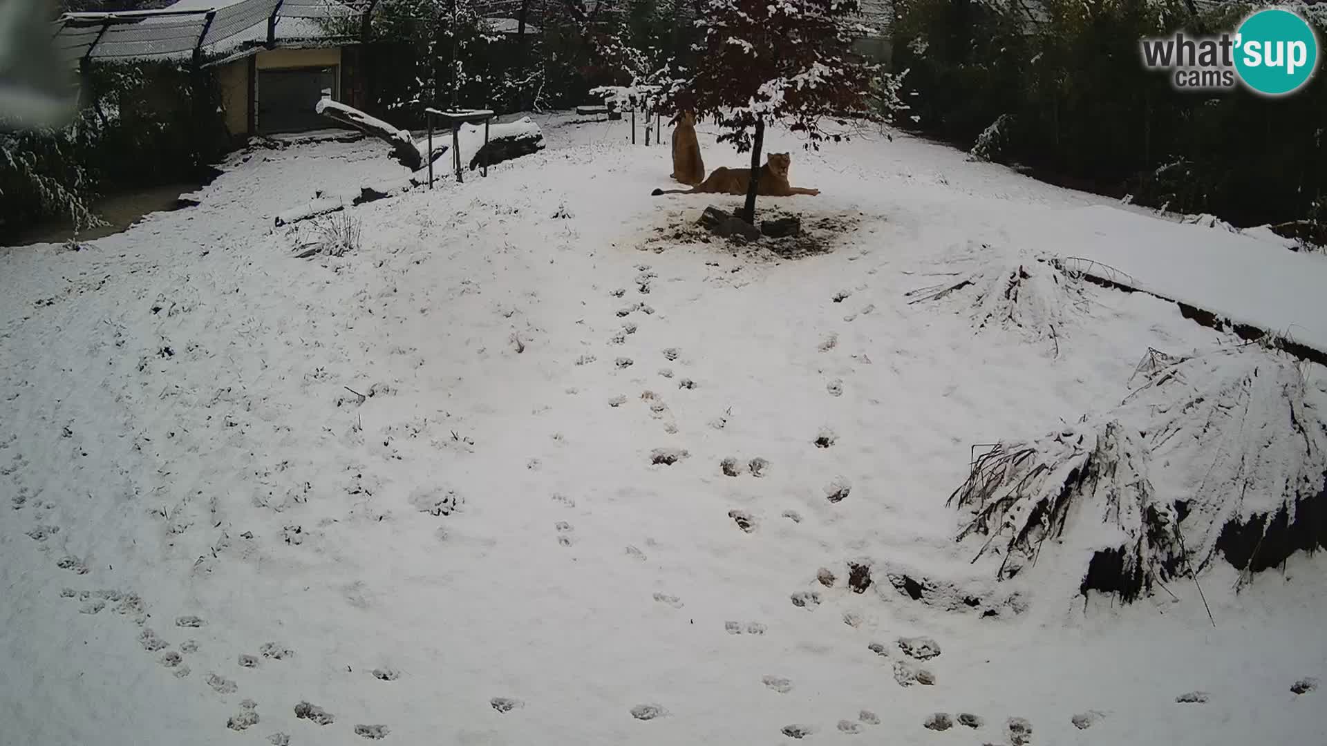 Live Ljubljana Zoo webcam Lion