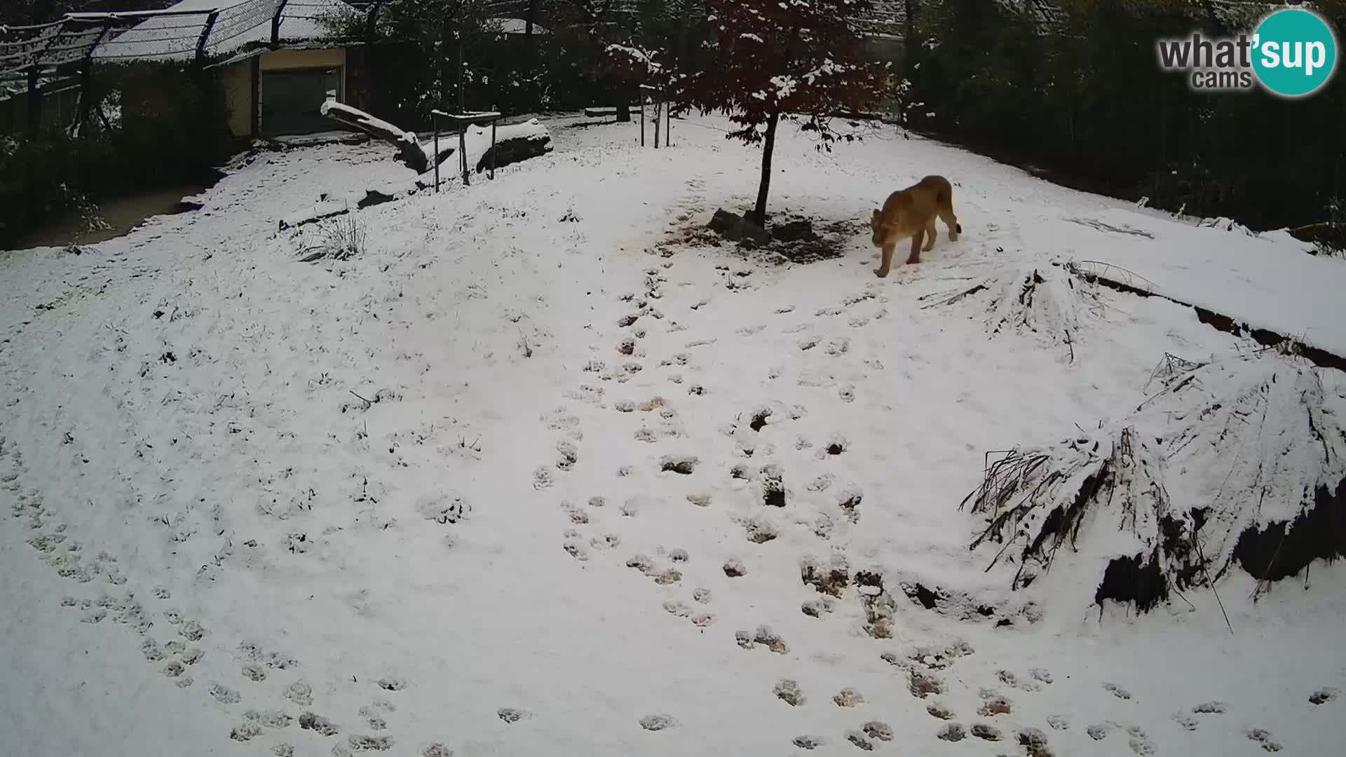 Ljubljana Zoo webcam Lion