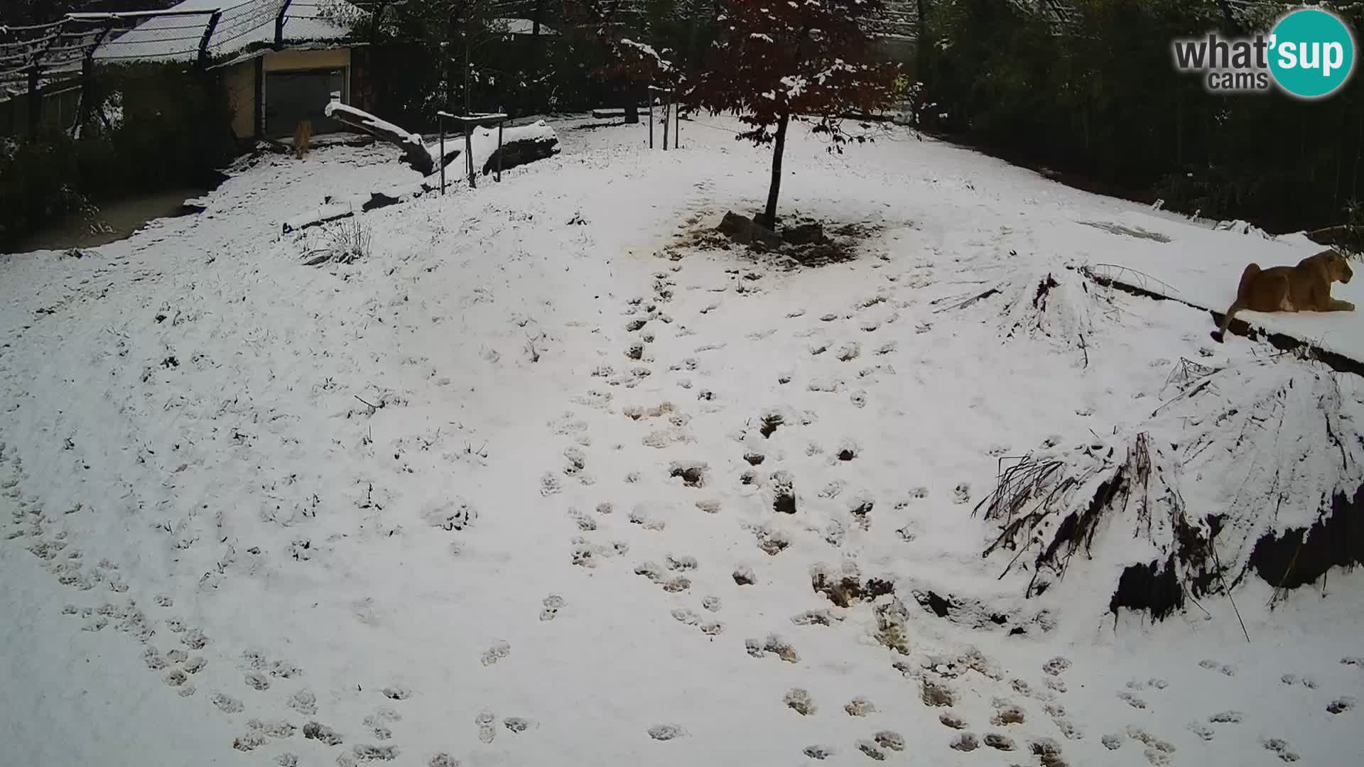 Ljubljana Zoo webcam Lion