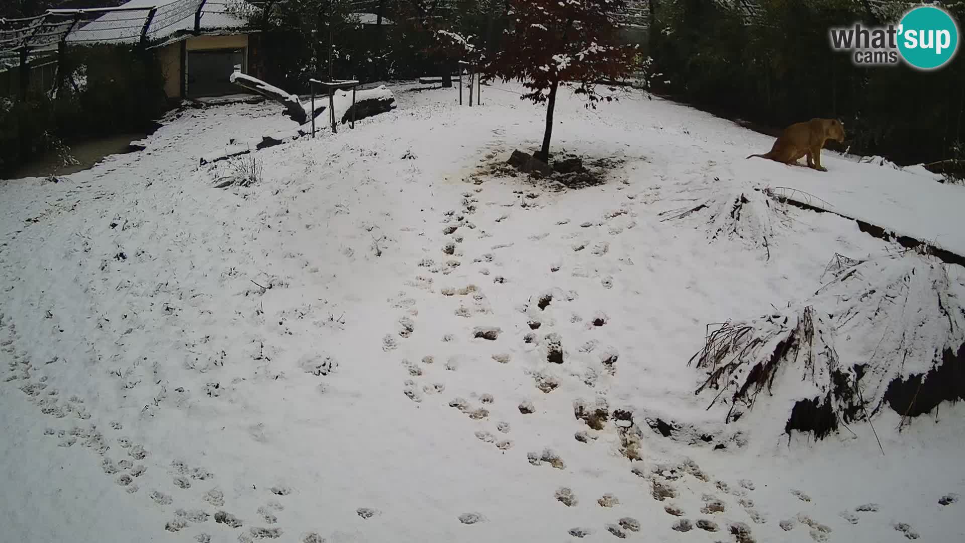 Ljubljana Zoo webcam Lion