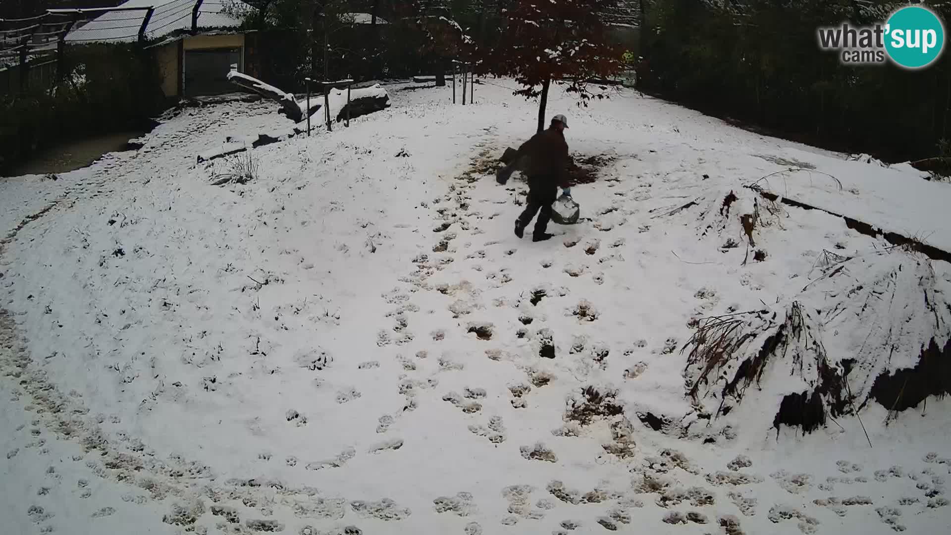 Ljubljana Zoo webcam Lion