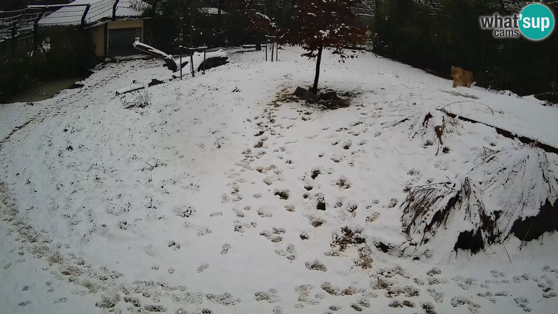 Live Ljubljana Zoo webcam Lion