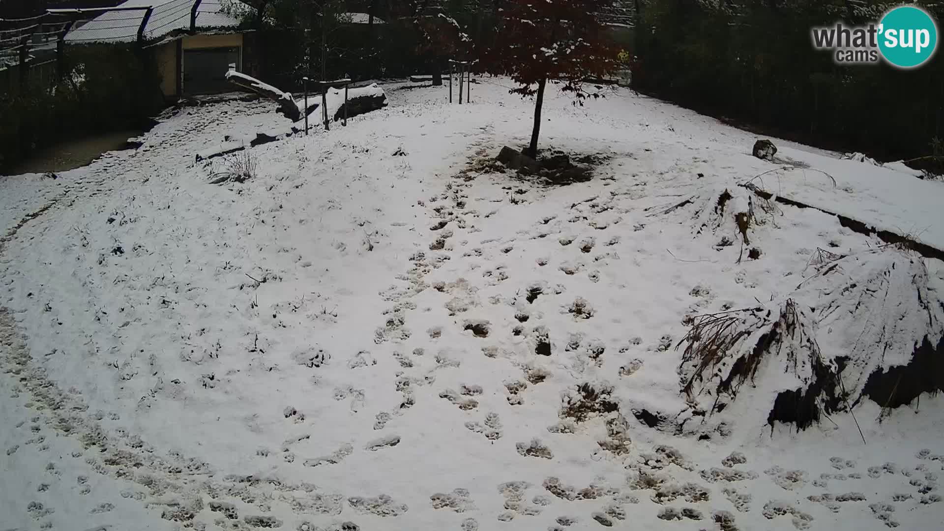 Zoo Ljubljana webcam Löwen