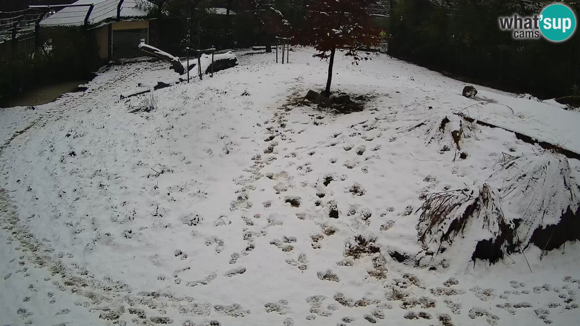 Ljubljana Zoo webcam Lion