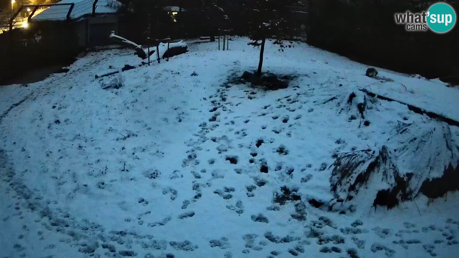 Live Ljubljana Zoo webcam Lion