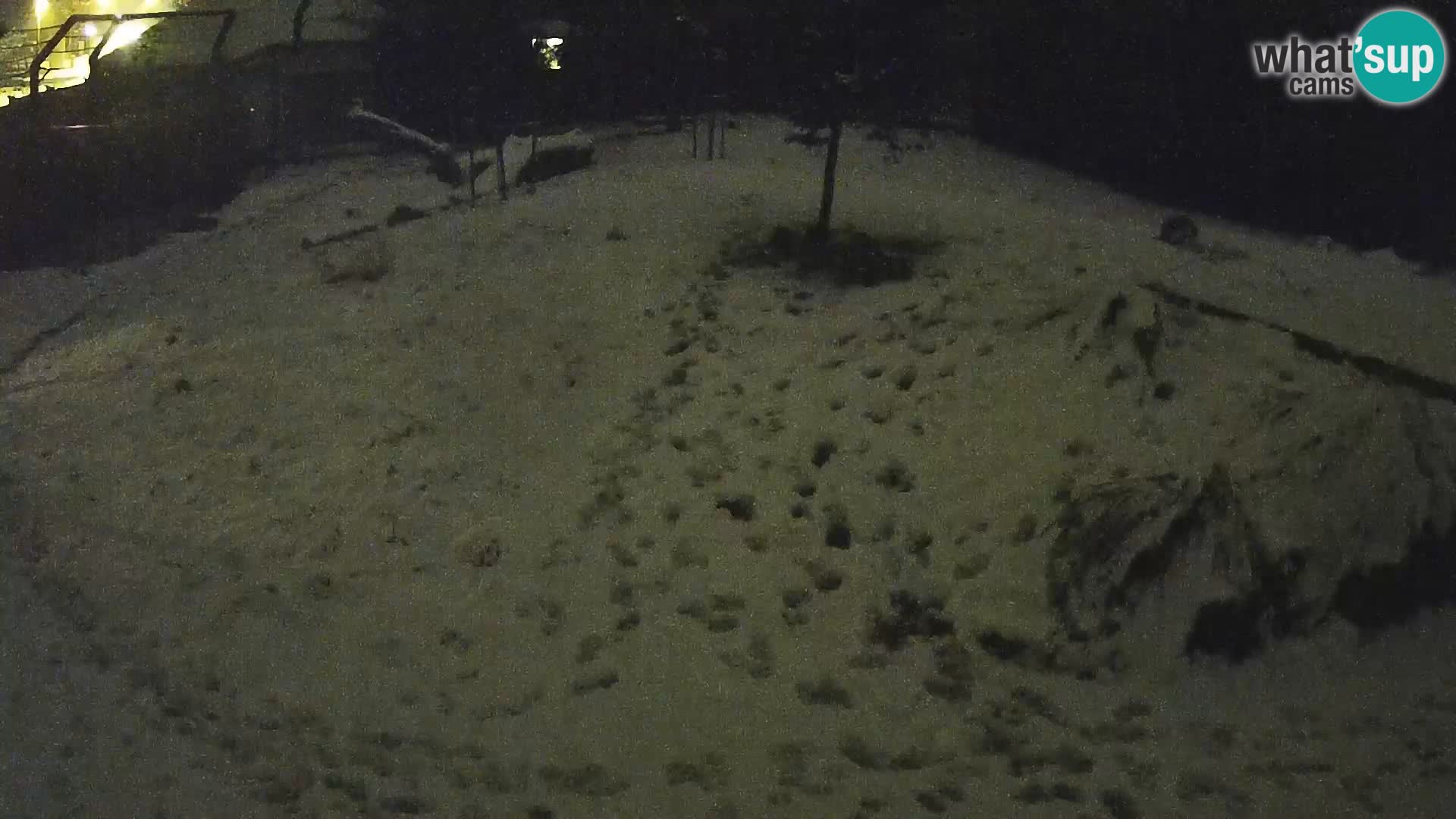 Zoo Ljubljana webcam Löwen