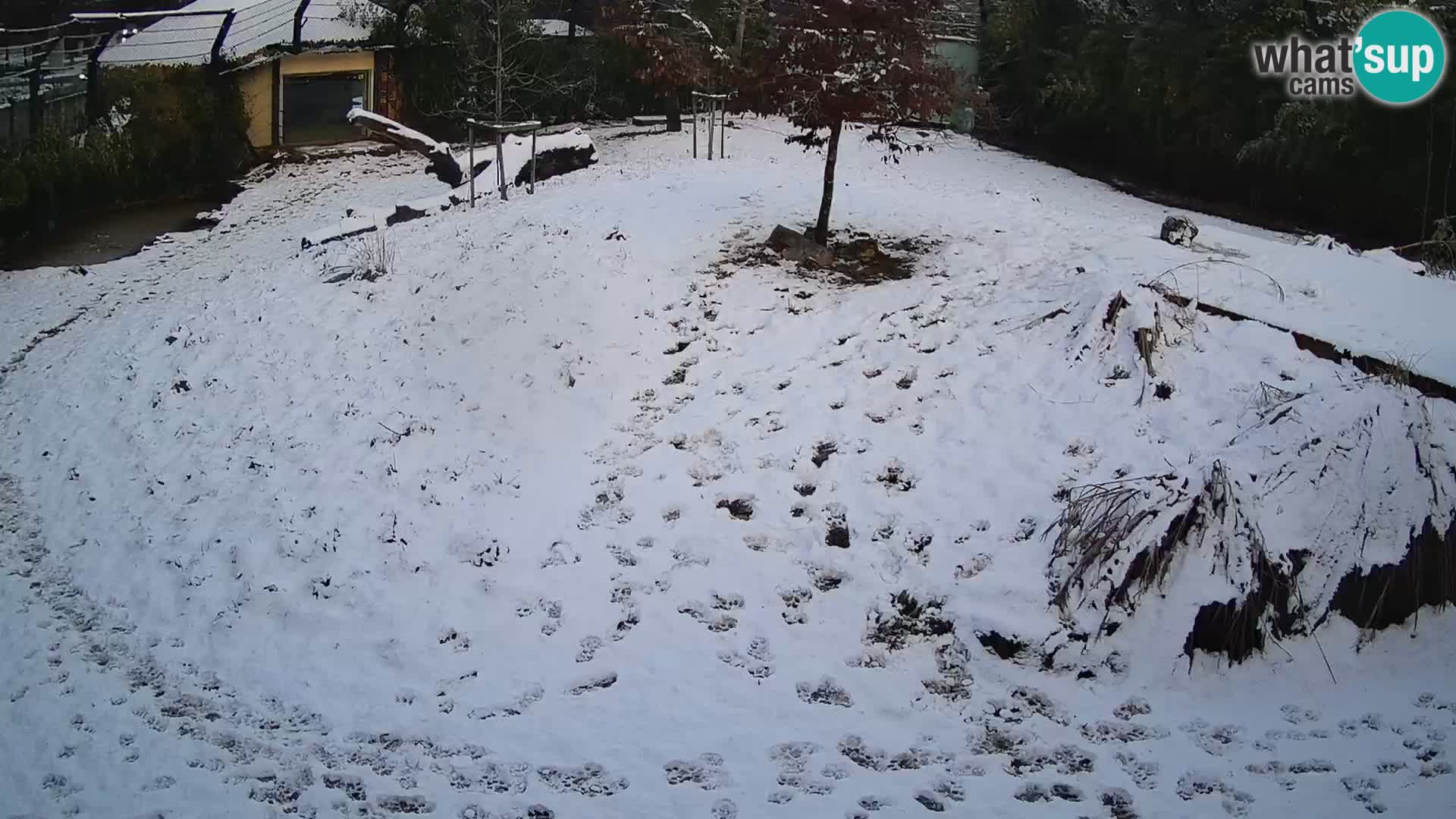 Ljubljana Zoo webcam Lion