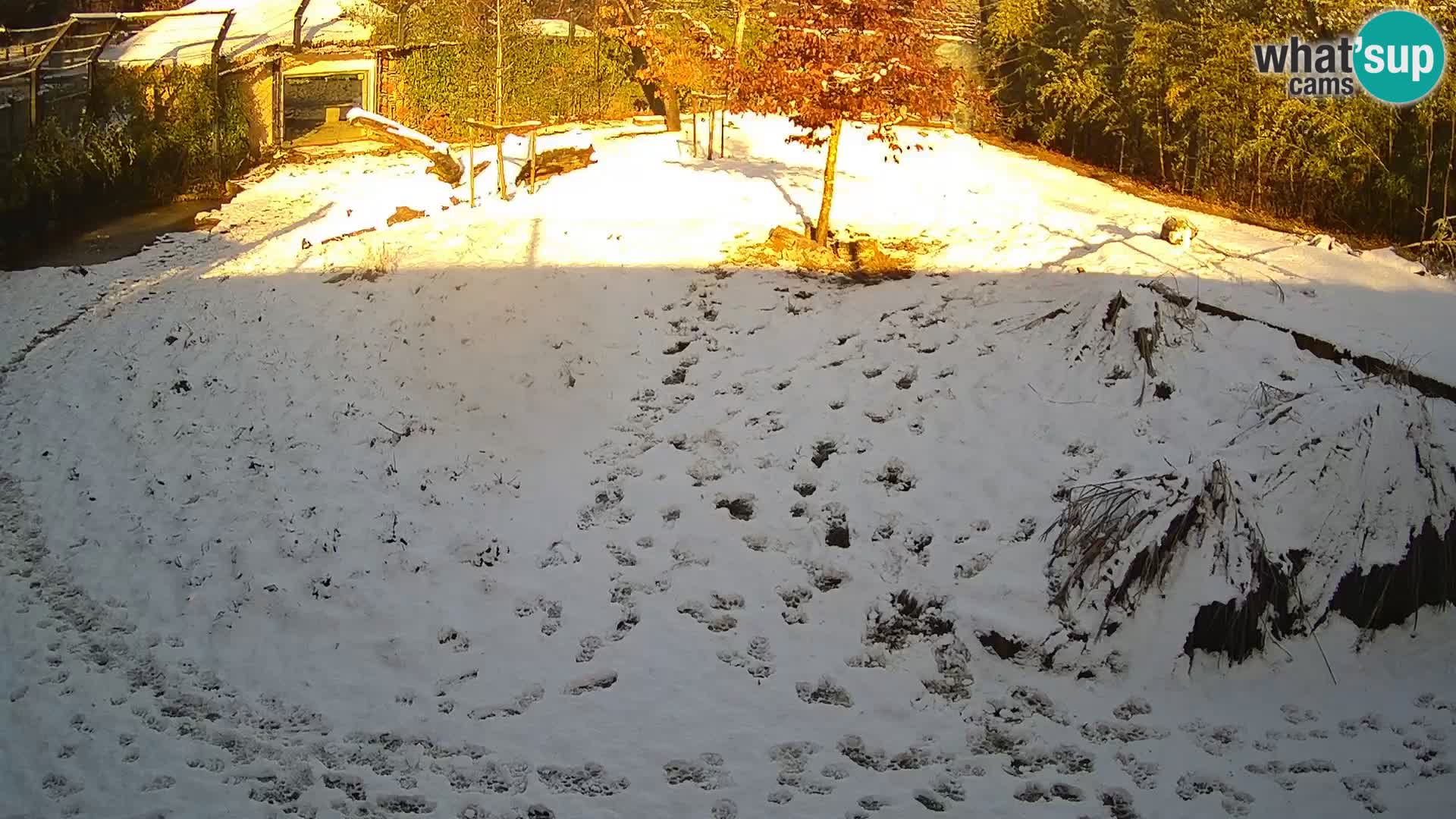 Ljubljana Zoo webcam Lion