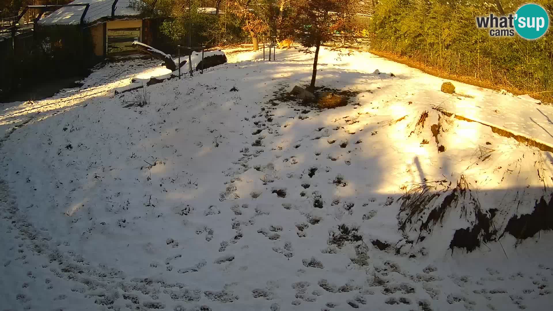 Live Ljubljana Zoo webcam Lion