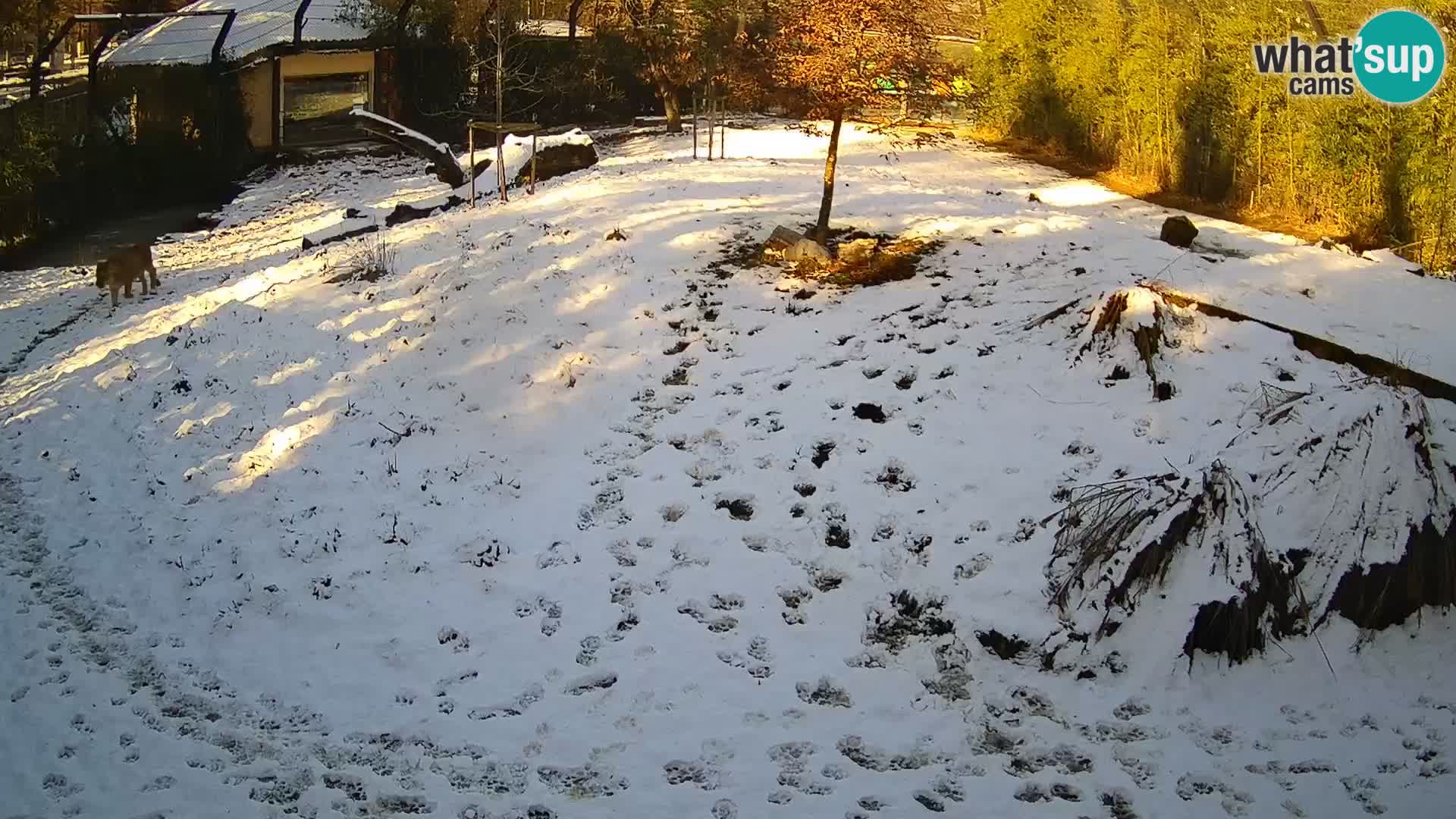 Ljubljana Zoo webcam Lion