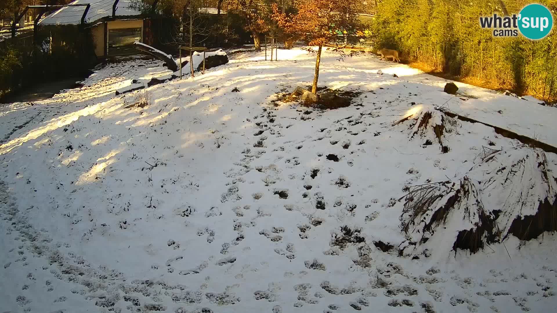 Ljubljana Zoo webcam Lion