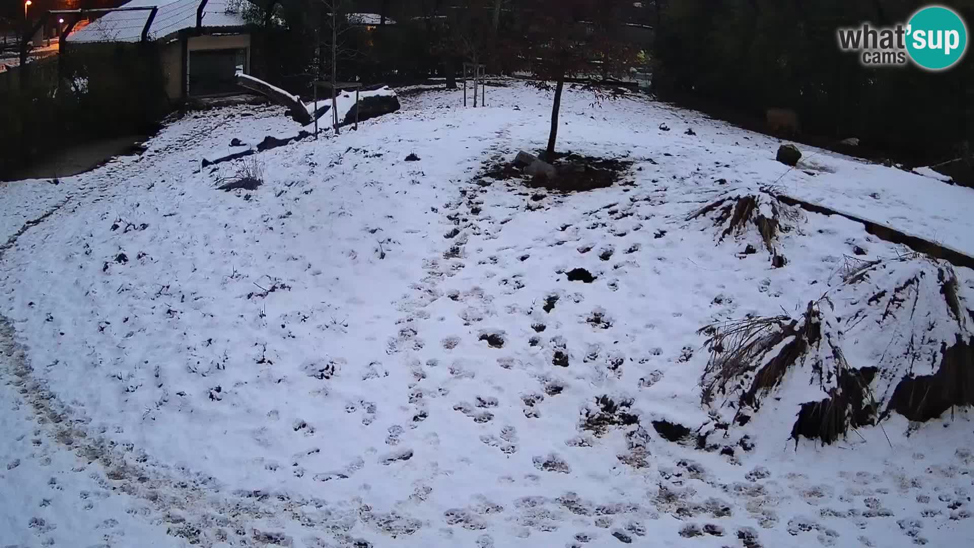 Ljubljana Zoo webcam Lion