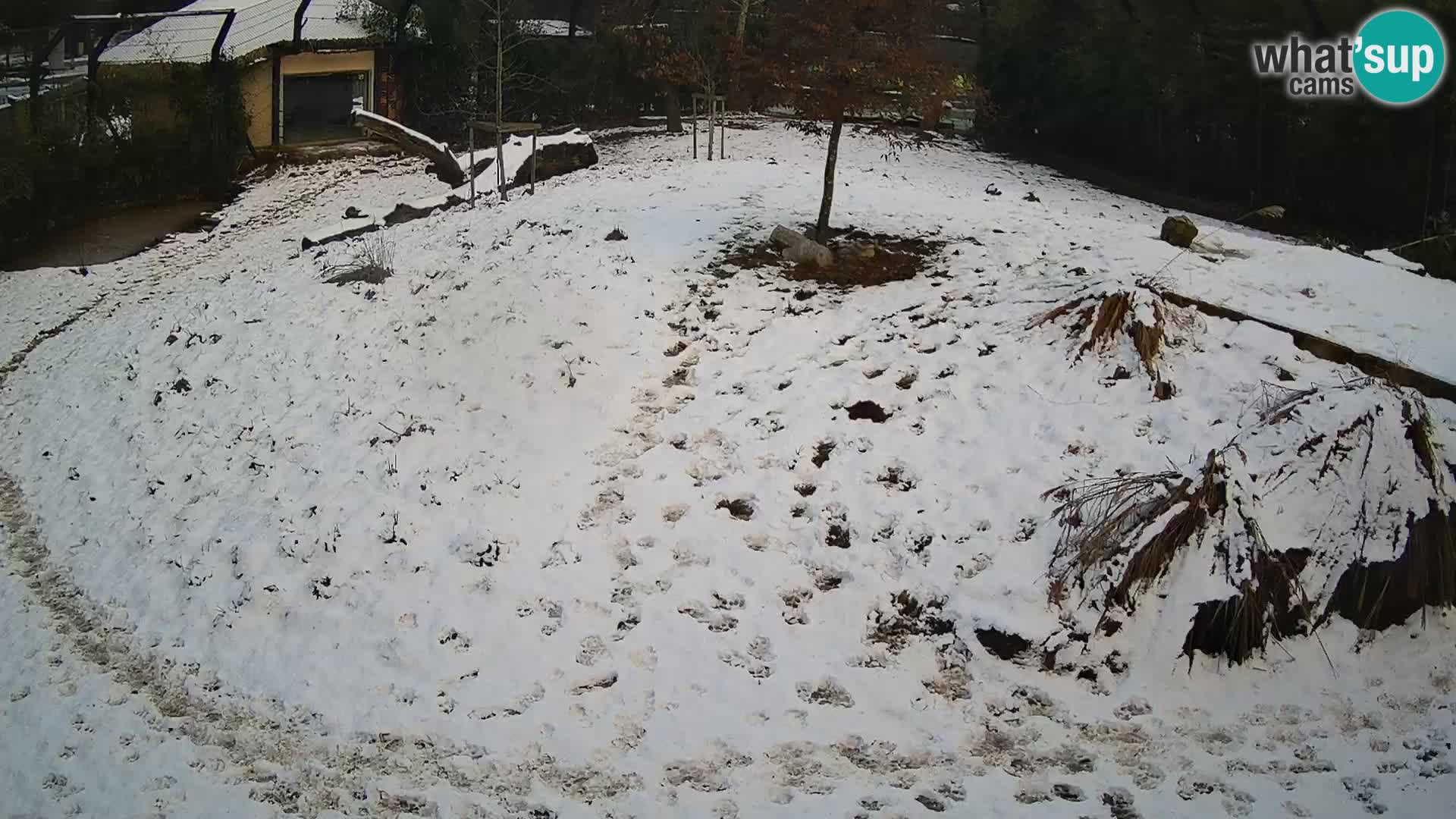 Live Ljubljana Zoo webcam Lion