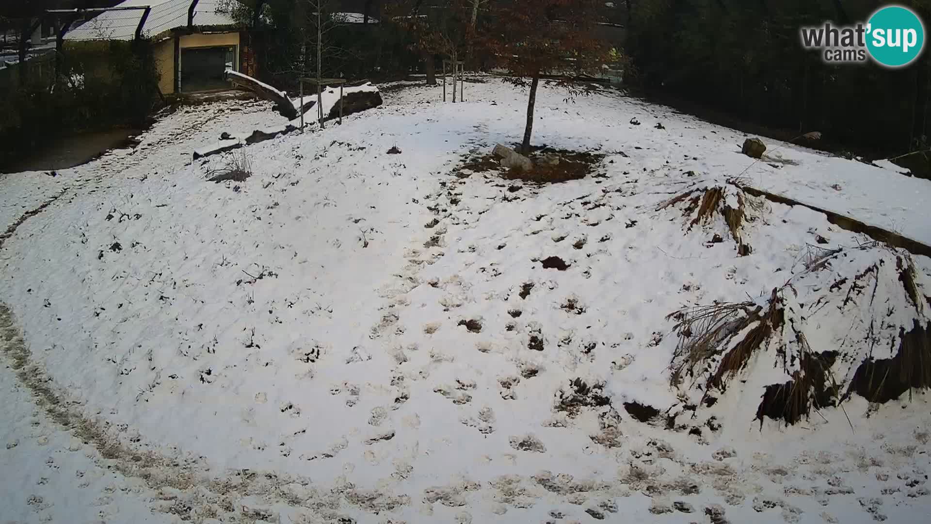 Zoo Ljubljana camera en vivo Leones