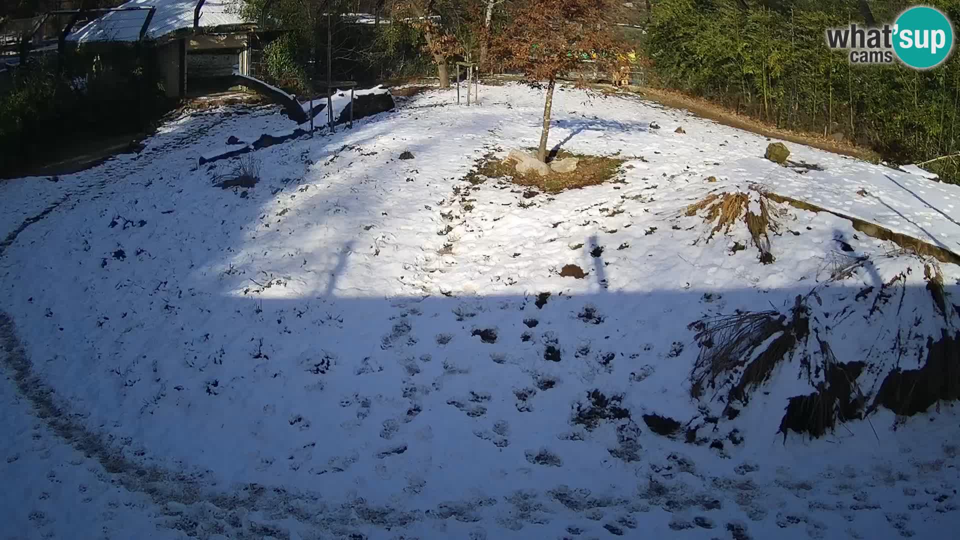 Ljubljana Zoo webcam Lion