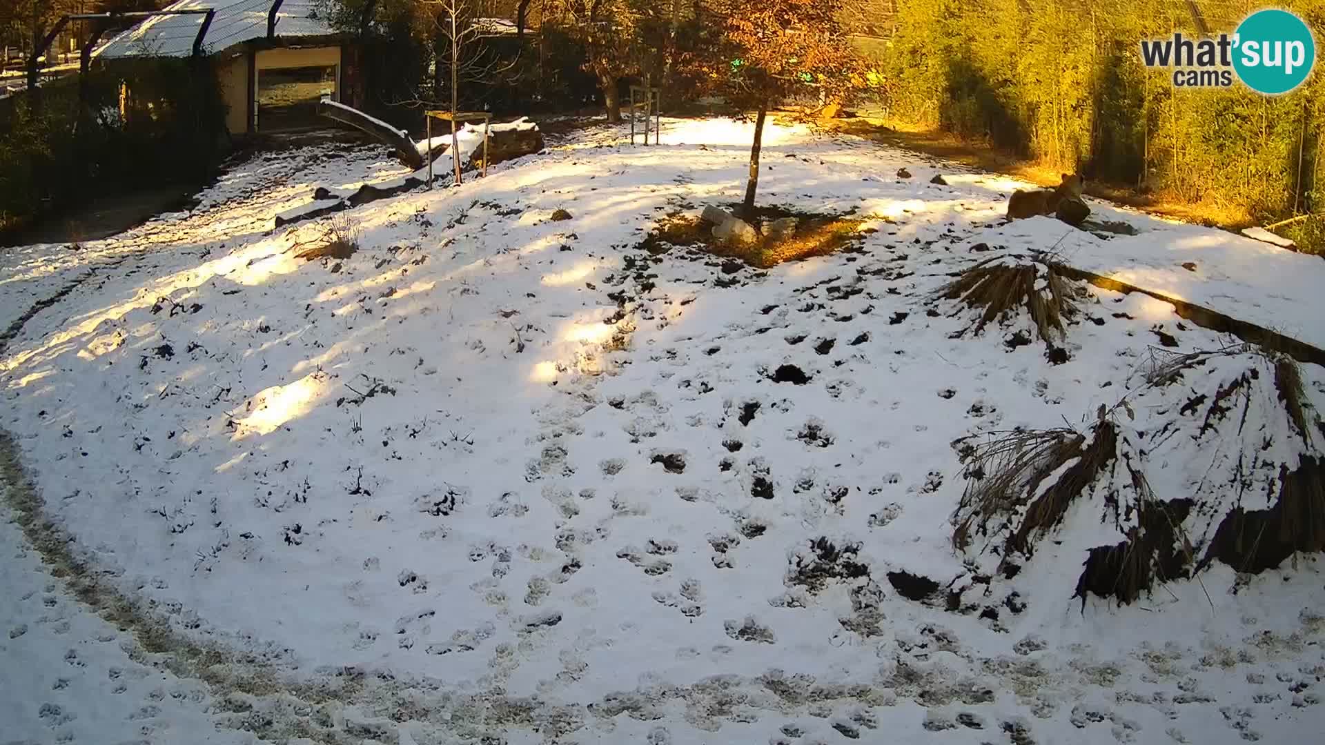 Zoo Ljubljana camera en vivo Leones