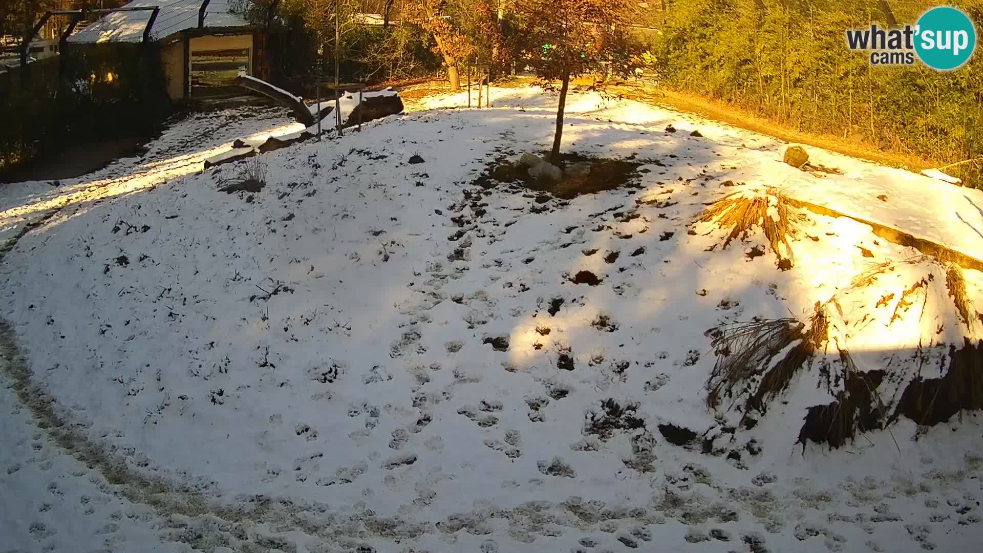 Zoo Ljubljana webcam Löwen