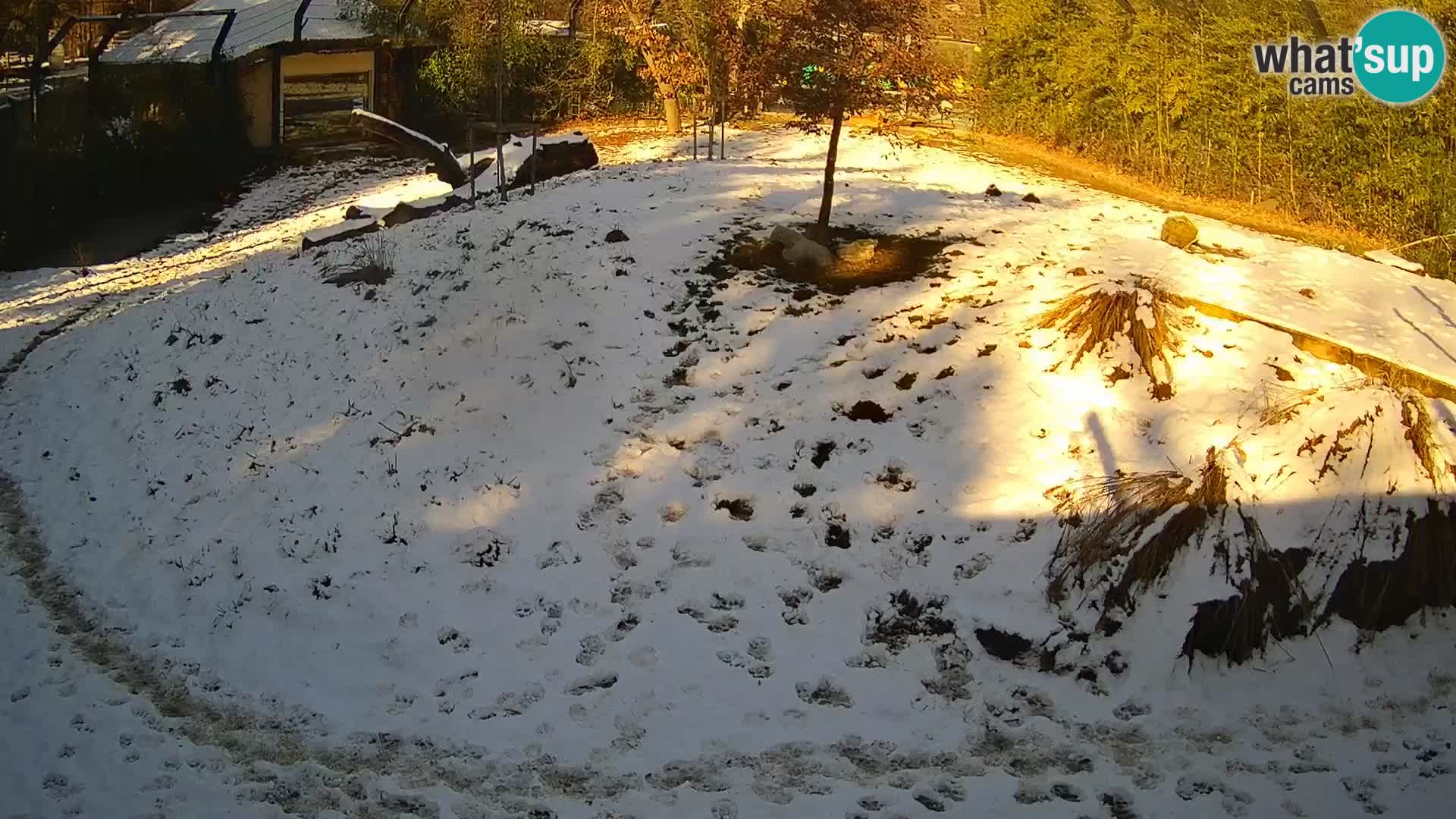 Zoo Ljubljana webcam Löwen