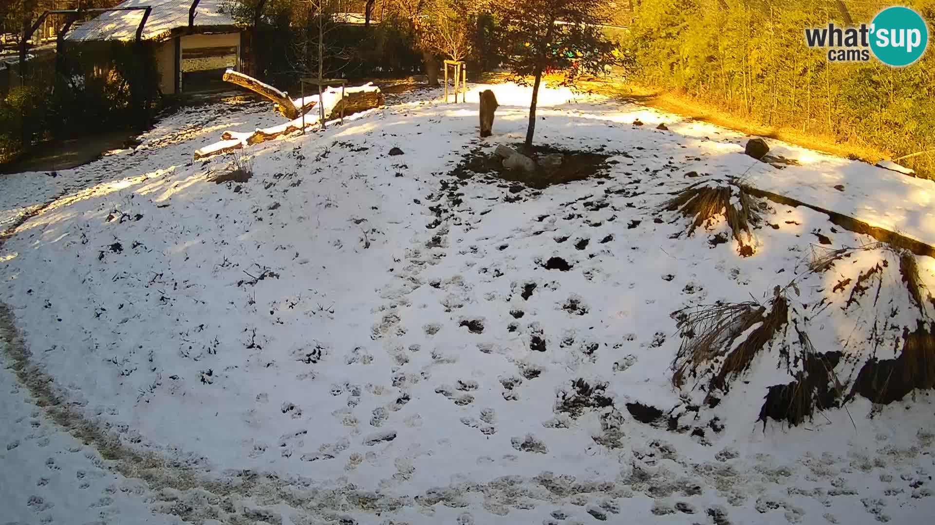 Live Ljubljana Zoo webcam Lion