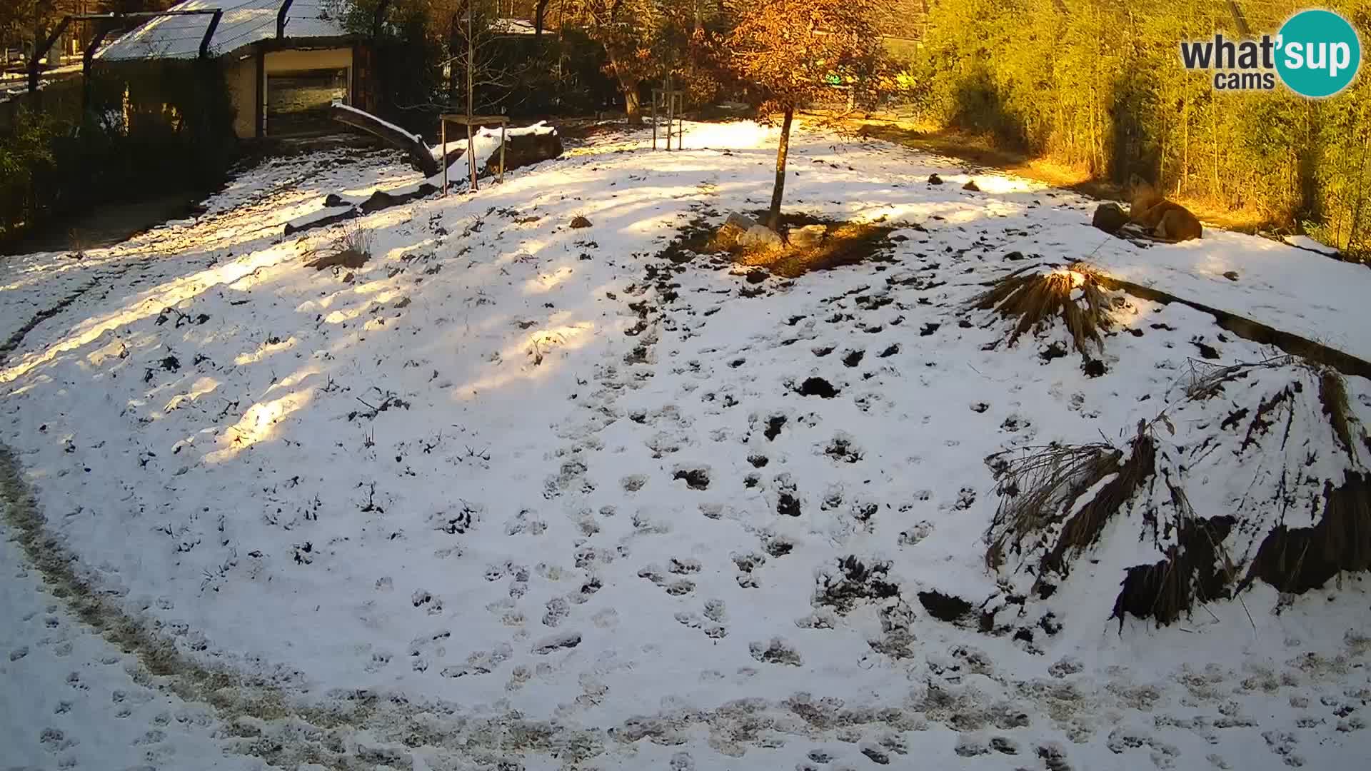 Zoo Lubiana live webcam Leoni