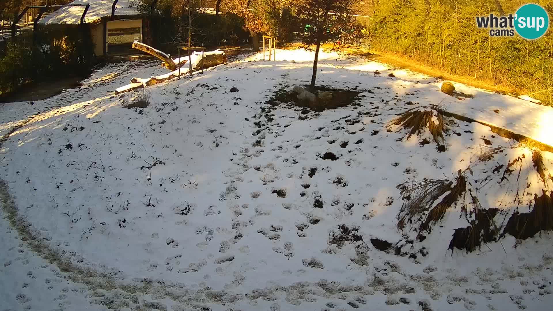 Live Ljubljana Zoo webcam Lion