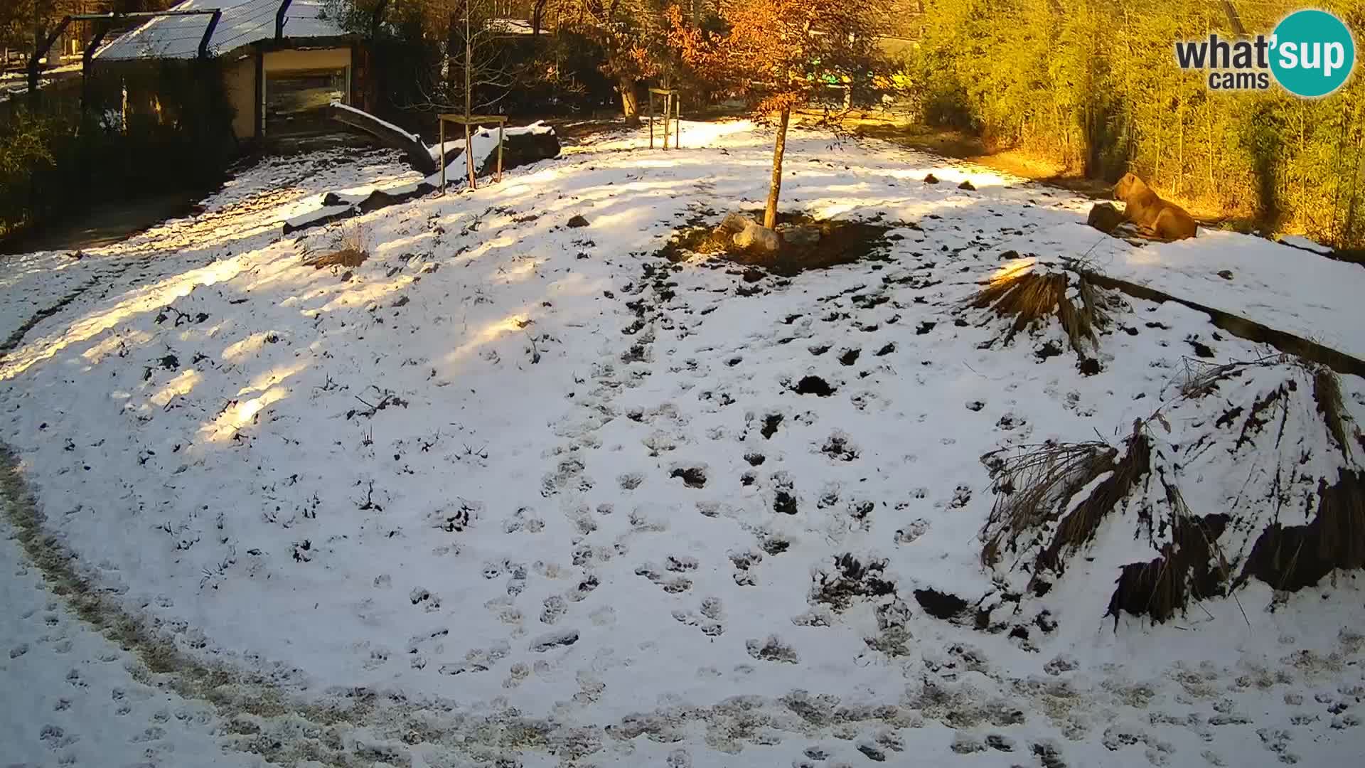 Zoo Lubiana live webcam Leoni