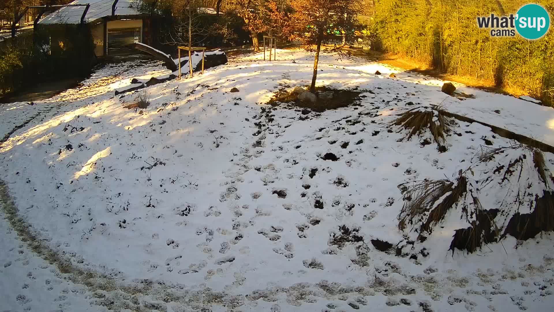 Ljubljana Zoo webcam Lion