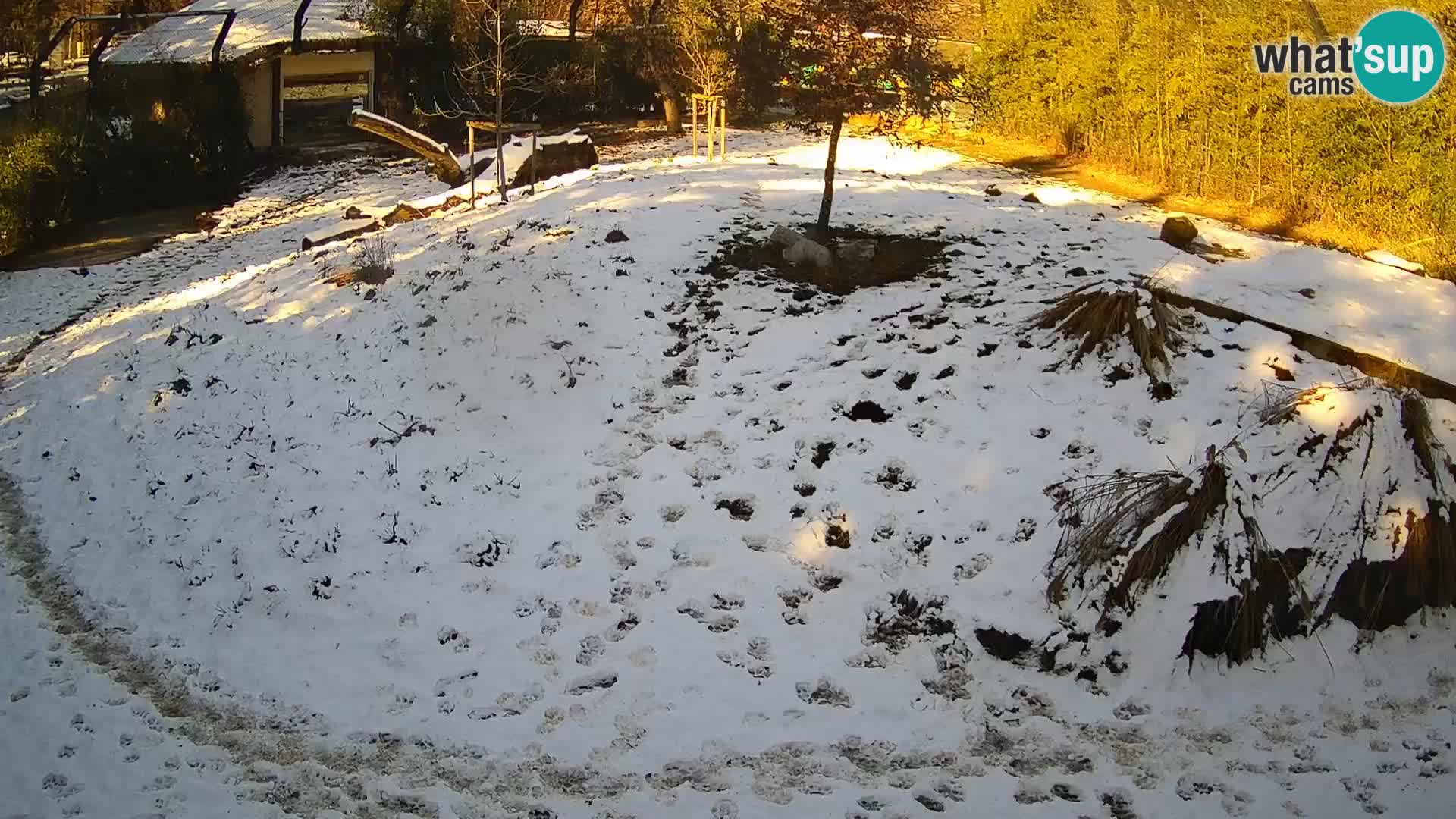 Zoo Lubiana live webcam Leoni