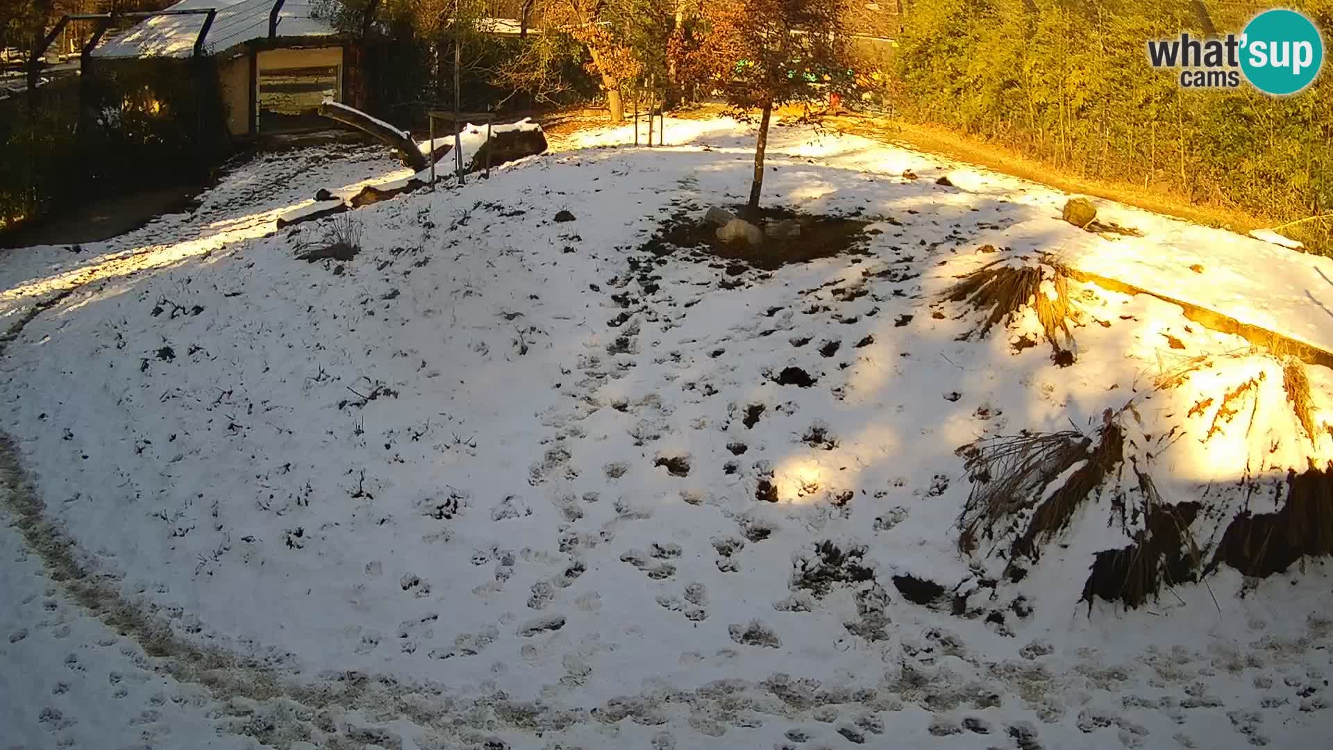 Zoo Ljubljana webcam Löwen