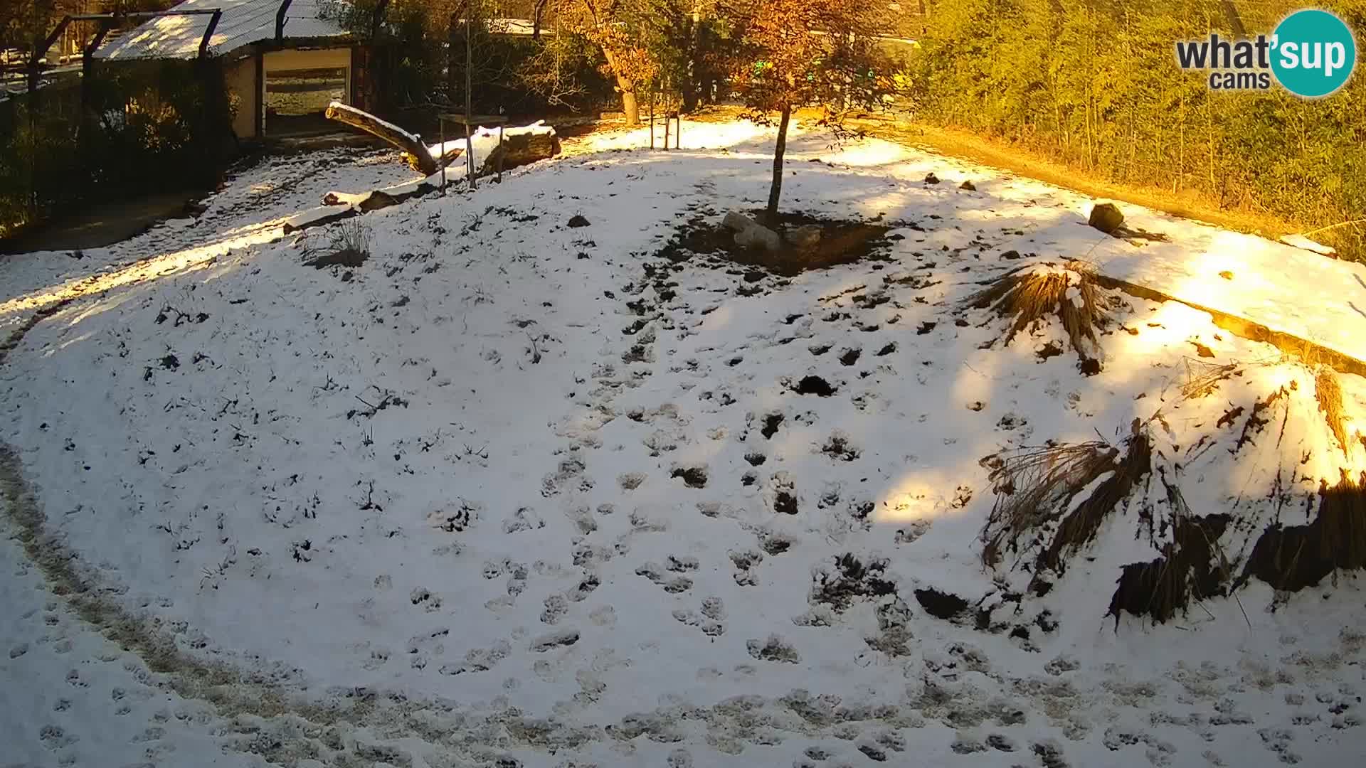 Zoo Ljubljana webcam Löwen