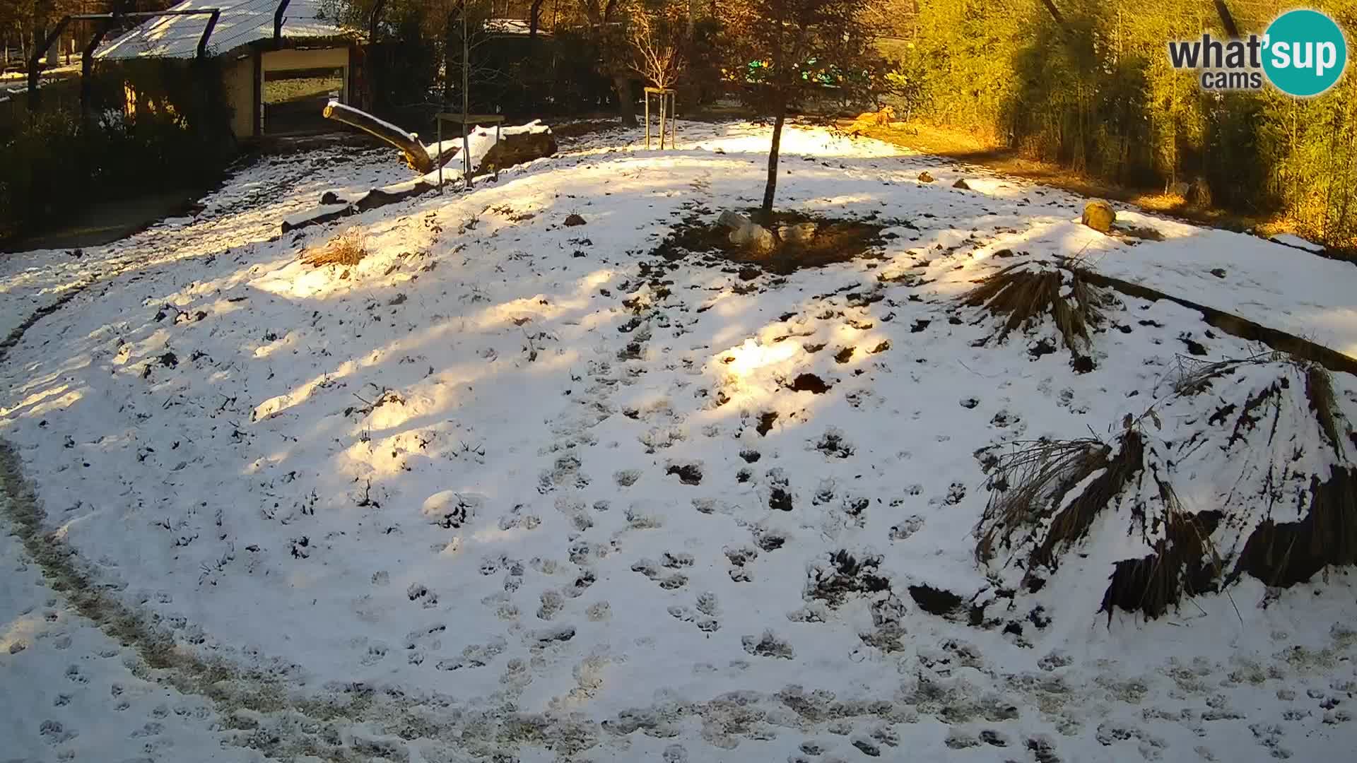 Live Ljubljana Zoo webcam Lion