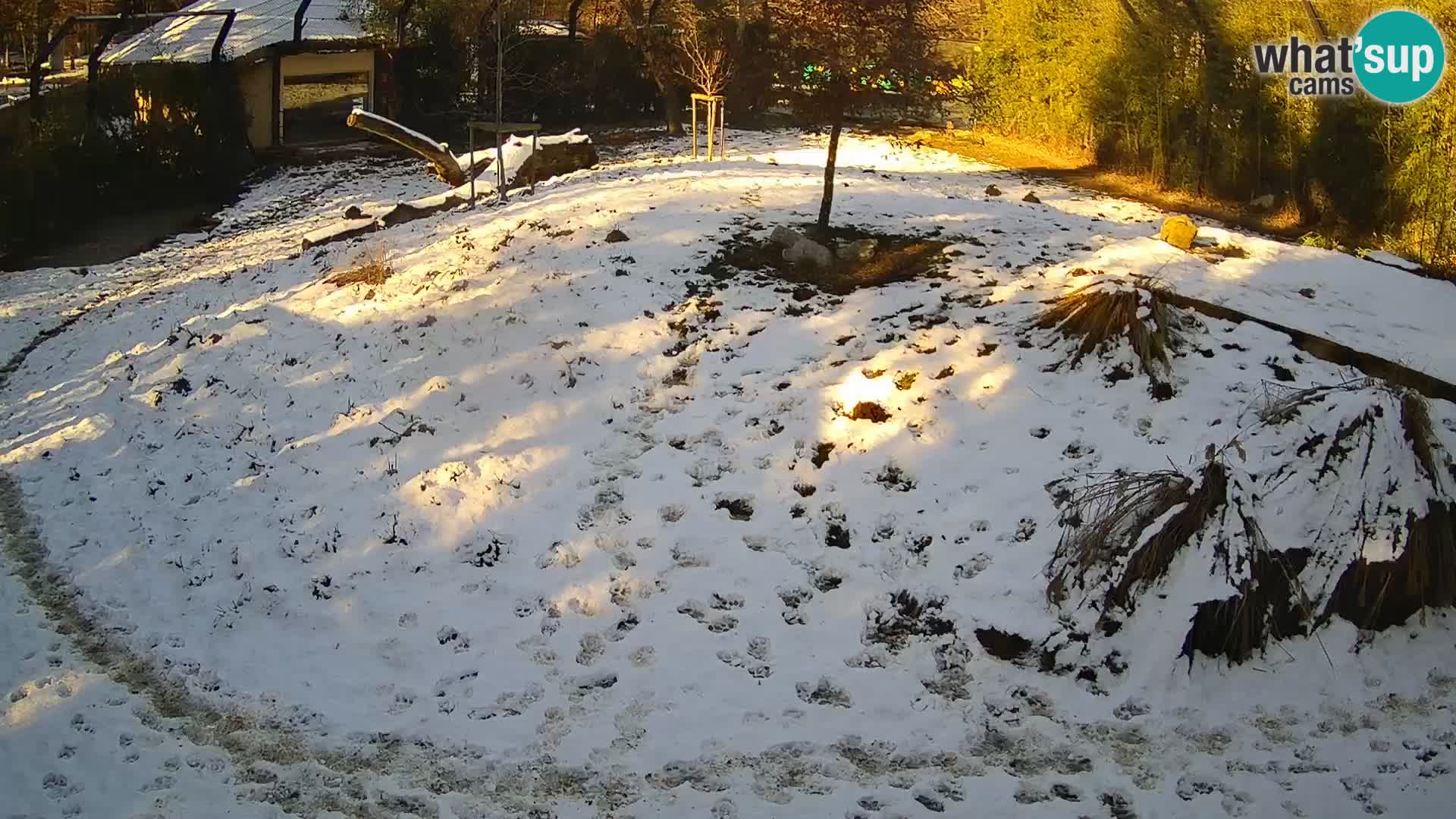 Live Ljubljana Zoo webcam Lion