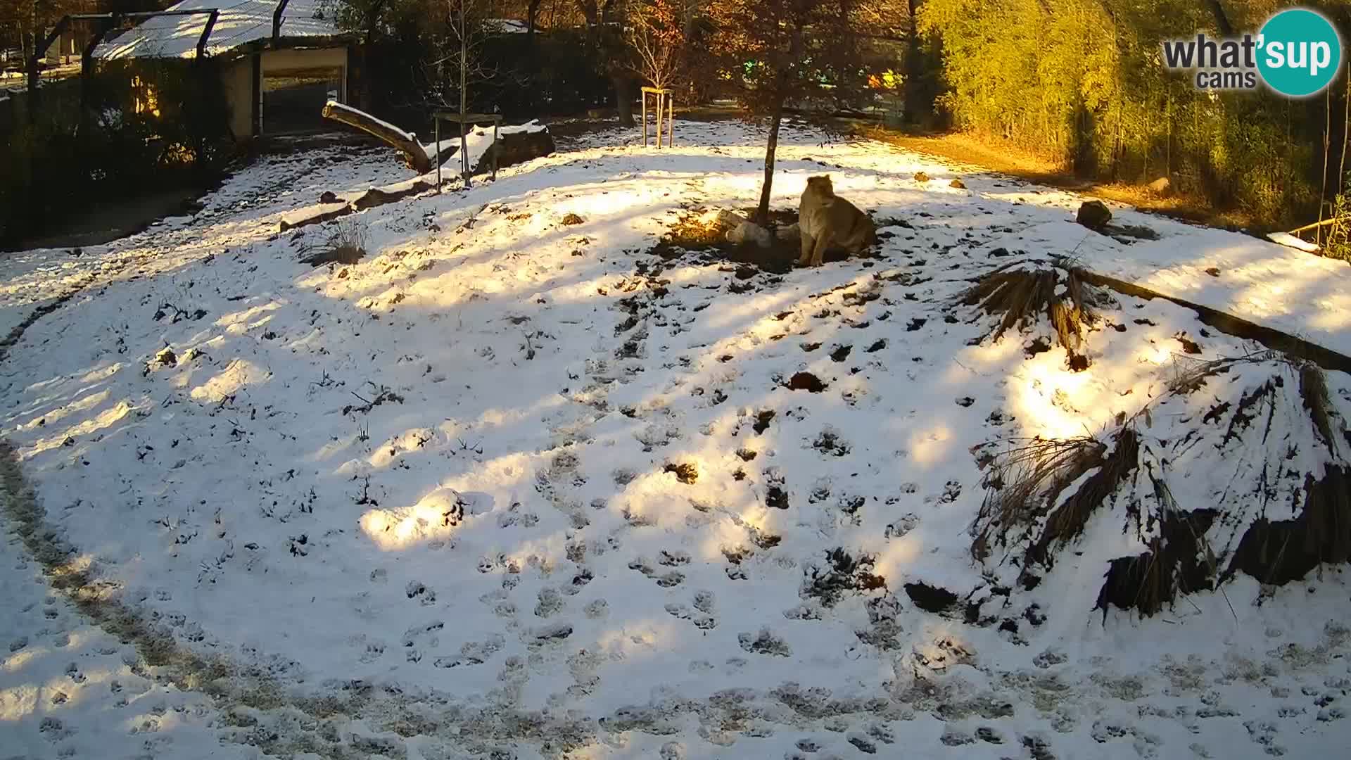 Live Ljubljana Zoo webcam Lion