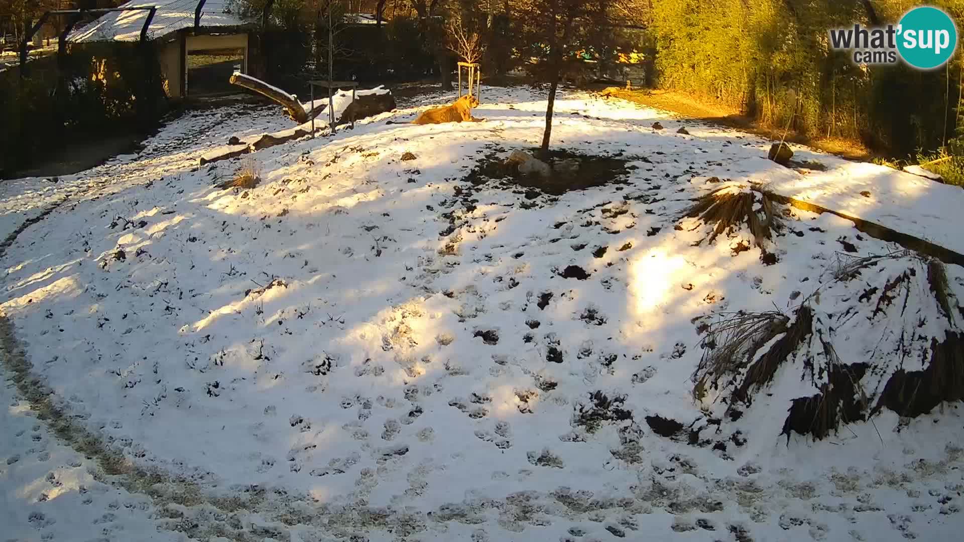 Live Ljubljana Zoo webcam Lion