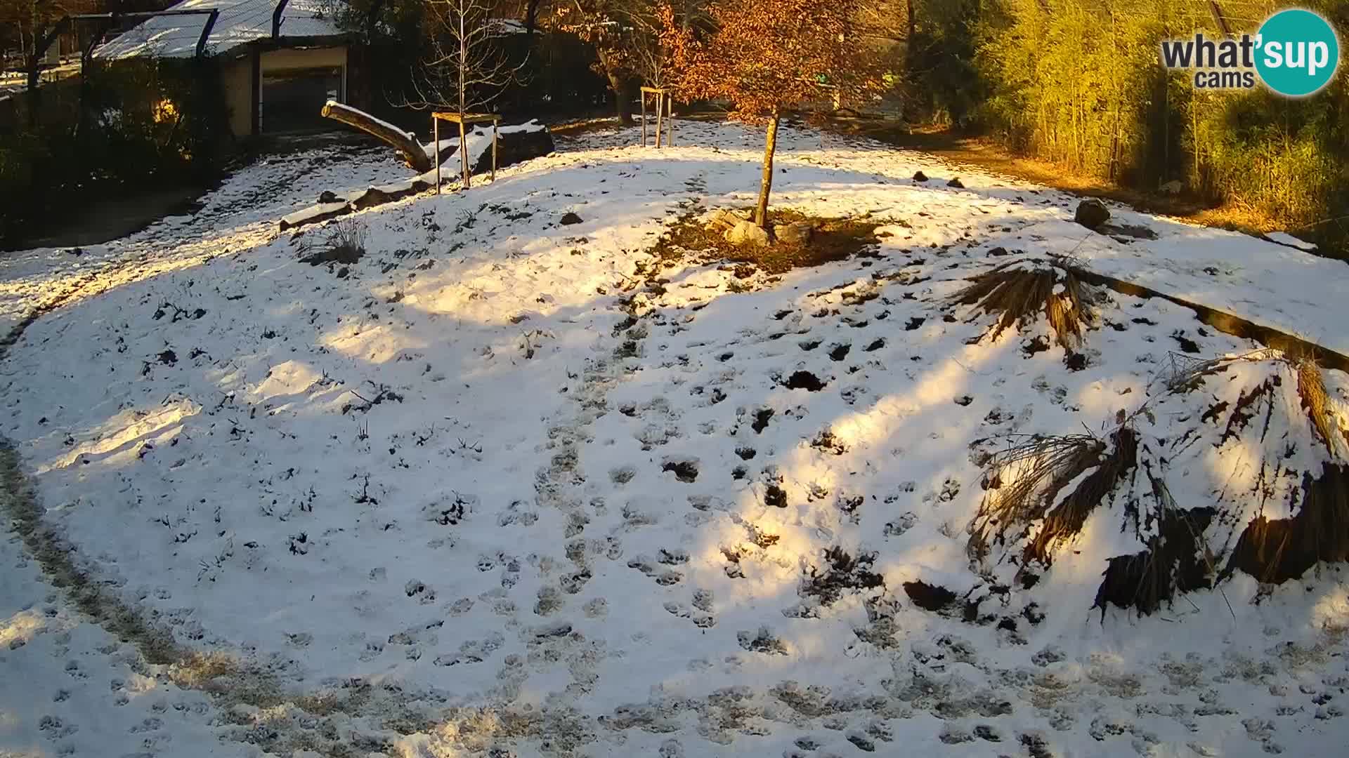 Live Ljubljana Zoo webcam Lion